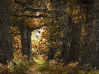 Jesień, Żółte, Las, Trawa, Drzewa