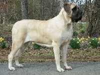 żółte, Mastif angielski, Mastiff, kwiatki