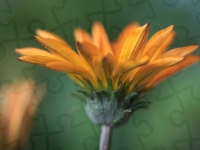 Kwiat, Łodyga, Zielona, Żółte, Gazania, Płatki