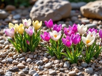 Białe, Żółte, Różowe, Kamienie, Krokusy