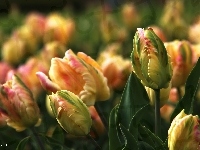 Różowe, Zółte, Tulipany