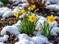 Śnieg, Narcyzy żonkile, Żółte