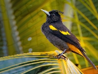 Kacyk meksykański, Czarno-żółty, Ptak, Liść