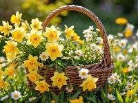 Narcyzy żonkile, Wiklinowy, Koszyk, Stokrotki
