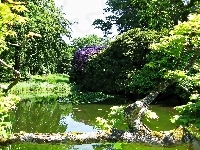 Zwalony, Park, Staw, Pień