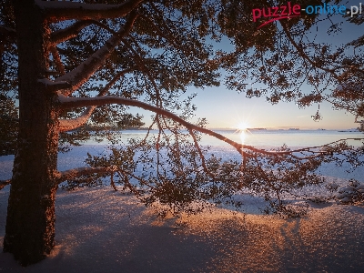 Drzewo, Promienie słońca, Rosja, Jezioro Ładoga, Zima, Sosna, Karelia