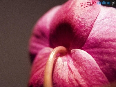 Orchidea, Różowa, Makro