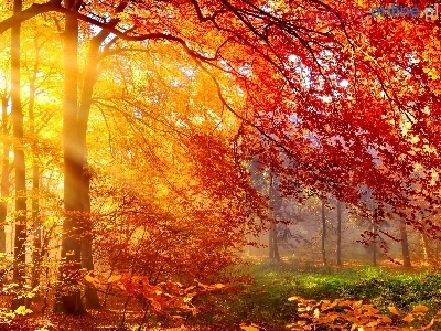 Drzewa, Słońca, Jesień, Promienie, Las, Poranek, Mgła